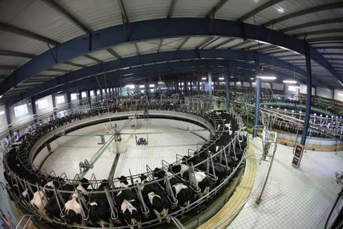 多彩内蒙古 奶业再升级 链 接全世界